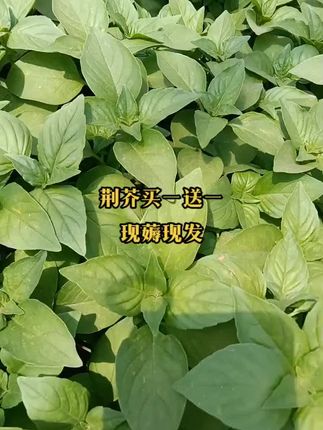 如果问有什么食材能代表河南,我投荆芥一票#抖音助农扶农 #上热搜 #荆芥 #绿色蔬菜 #自家种植
