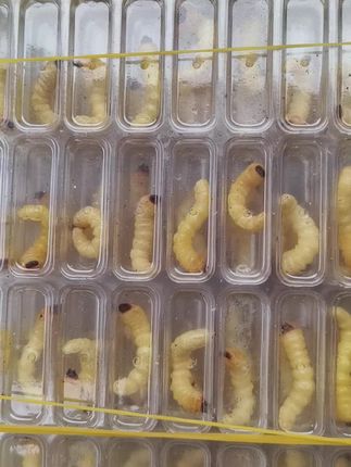 #小头柴虫 #贵州小头柴虫 #松树虫 贵州小头柴虫