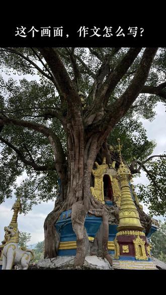 《百年的拥抱》 约327字符数 描写植物的好句摘抄 观察一种植物 四年级作文 公园秋游作文 三年级作文素材 五年级作文范文#创作灵感#小学作文#作文素材#家长必读#真实生活分享计划