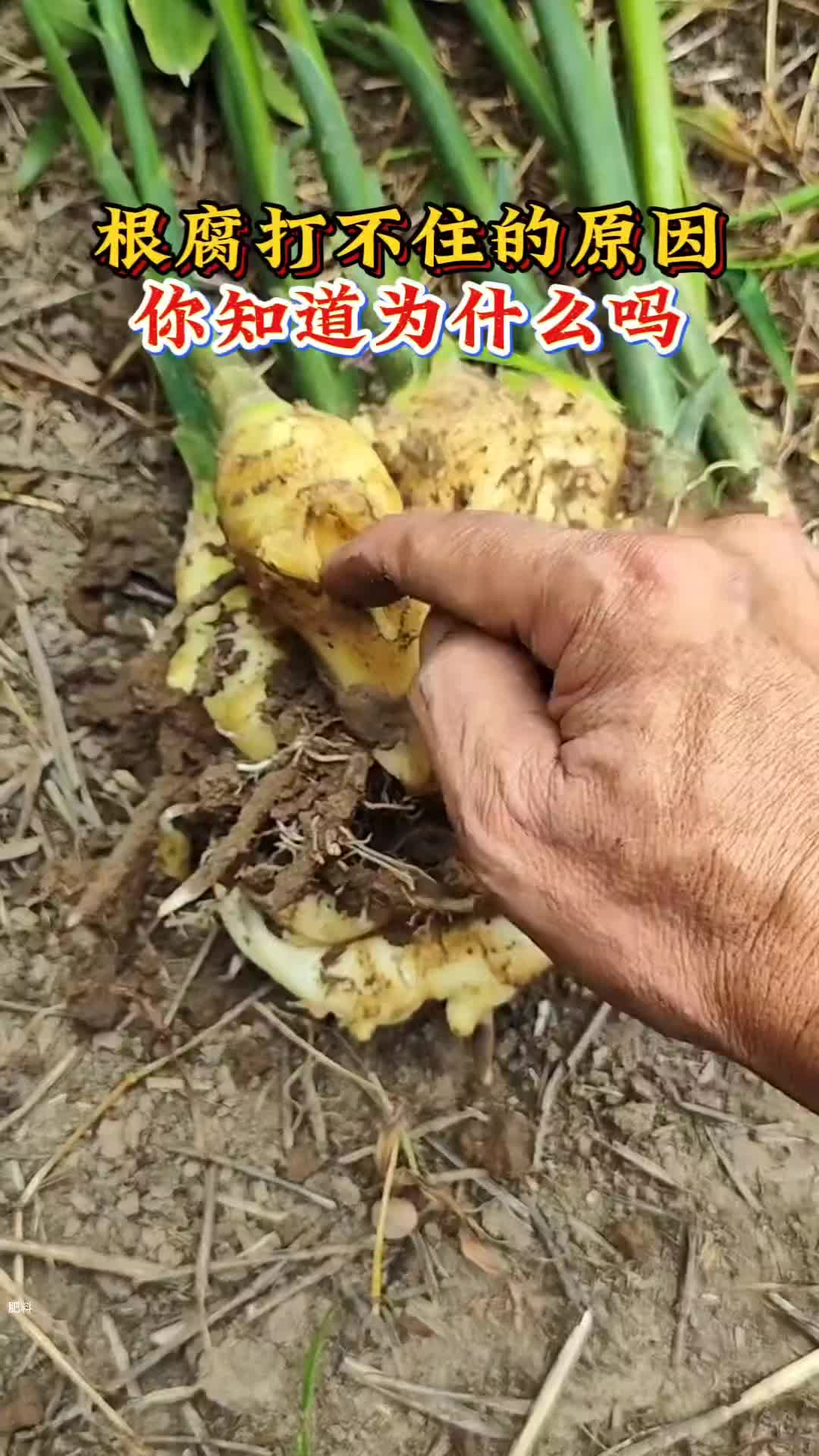 根腐问题反反复复打不住的原因你知道吗?种植大户都在用的防根腐小妙招,你也赶紧来看看#根腐 #生根