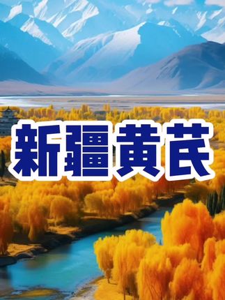 新疆天山黄芪半斤包邮