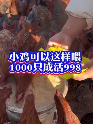 小鸡可以这样喂,1000只成活998#养鸡人#散养土鸡#养鸡妙招#养鸡方法