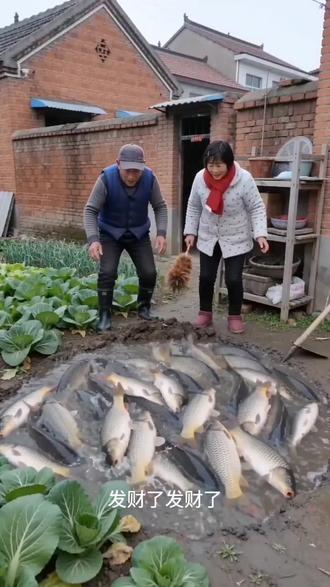 #AI菜园刨地遇鱼涌 #随变ai随便玩