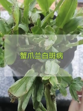 家里养的蟹爪兰是不是也像这样?得了白斑病不用怕#蟹爪兰白斑病 #蟹爪兰养护 #蟹爪兰养护方法 #种植小知识 #爱生活爱养花