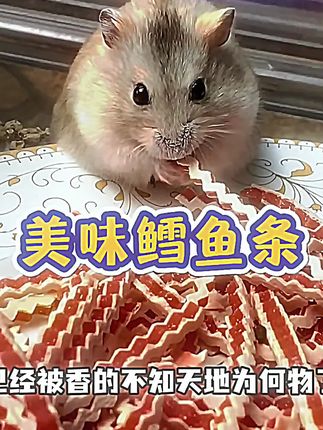 乐芽芽鳕鱼鸡肉啵啵条仓鼠零食金丝熊磨牙用品蛋白增肥营养更美味 #养鼠日常 #仓鼠零食