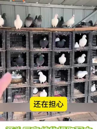 【全蟲清】鸽子家禽线虫绦虫蛔虫体内寄生虫可用健康饮水饲料添加剂#鸽子