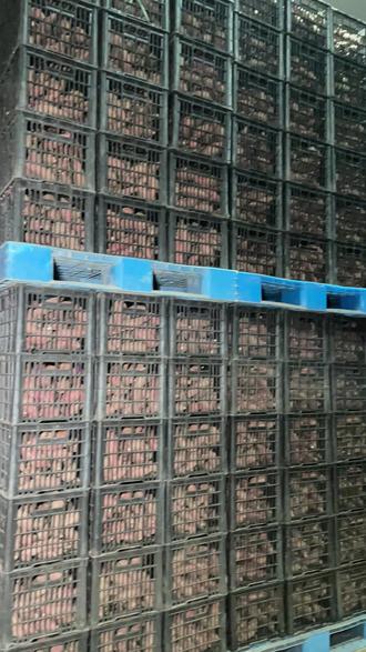 大家最近是不是被“毒红薯”吓坏了! #毒红薯 #52度良作 #农残加测 #SGS #小熊猫