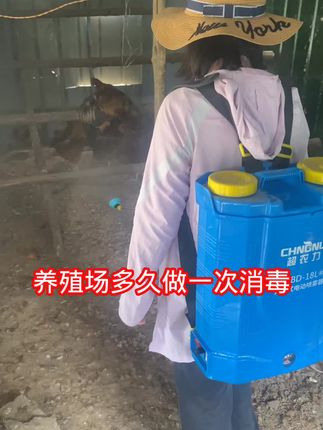 消毒的时间你选对了吗#鸡舍消毒 #农村散养土鸡 #家禽养殖