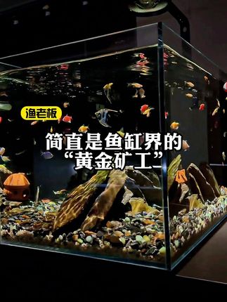 能把脏鱼缸变水晶宫的观赏鱼长啥样?#养鱼日记 #观赏鱼 #黄金泥鳅 #清洁鱼