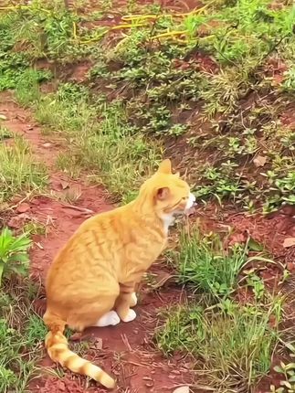 #铲屎官一定定期帮猫咪排毛,要不然堆积多了就麻烦了/,萌宠好物#派迪诺猫草化毛球片