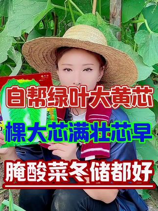 十星级大白菜籽,棵大芯满壮芯早,谁种谁说好,好吃不烂耐冬储#十星级大白菜籽 #十星级大白菜种子 #大白菜 #白菜种植 #抖音助农