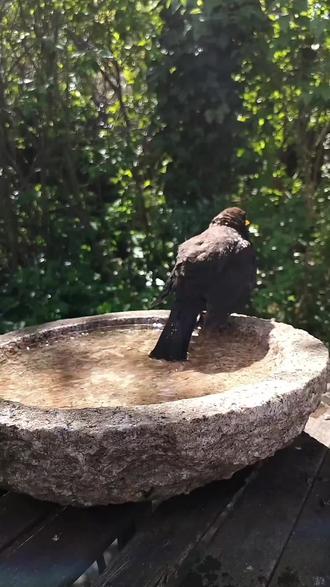 小鸟为什么会洗澡? #科普 #宠物洗澡 #小鸟