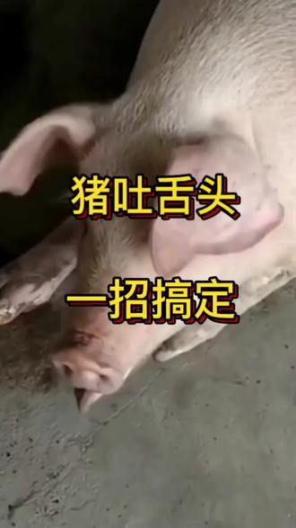 养猪的朋友们有没有遇到老是吐舌头的问题