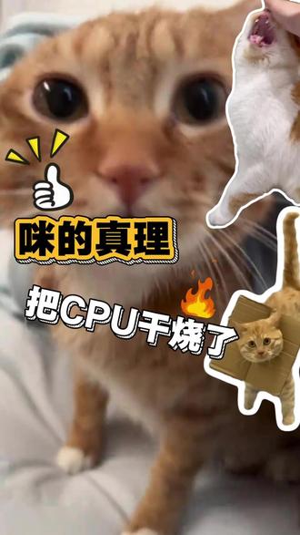 CPU干烧了#猫咪知识分享 #创作者中心 #创作灵感 #cpu都快烧干了 #猫咪日常