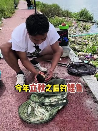 秋冬钓鲤鱼,水广鱼稀鱼不开口,带上它就够了,不满意直接退!