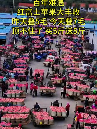 #红富士苹果 #脆甜多汁 #果园采摘 #送礼佳品 #快来一起尝个鲜