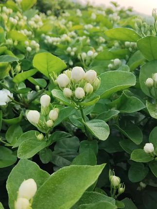 #茉莉花 #看过来 #养花人 花开满园