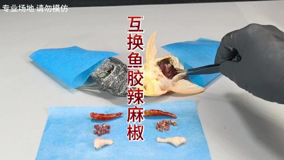 把清道夫的鱼胶取出来互换一下,再把辣椒、麻椒一起放进清道夫的肚子里会发生什么?#清道夫奇葩试验 #清道夫消灭计划 #解压 #清道夫