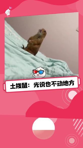 土拨鼠:这个家没我得散#土拨鼠 #搞笑 #站岗 ##万万没想到