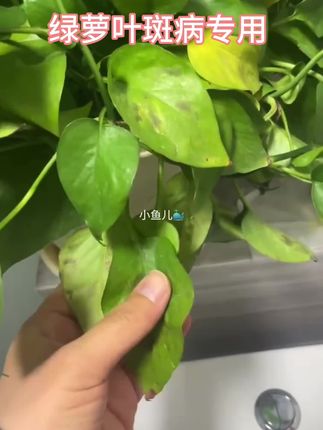绿萝叶斑病专用肥黑斑炭疽黄叶灰霉锈病根腐病多菌灵除菌剂营养液#绿萝叶斑病专用 #花卉绿植 #绿植 #绿萝养护