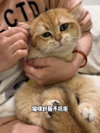 #拜达尔宠物耳部清洁棉棒 #拜达尔宠物猫咪狗狗耳部精油棉签棉棒清理耳螨洗耳液掏耳朵清洁#萌宠好物@抖音小助手