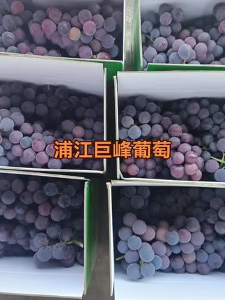 甜甜的#浦江巨峰葡萄 ,你爱不爱?#口感特别好 #新鲜应季水果 #每日分享