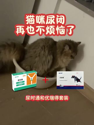 #猫咪尿闭 #猫咪尿血 #猫咪尿闭症 #猫咪尿不出 #猫咪尿结石