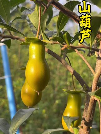 金弹子感高山葫芦品种。#金弹子#金弹子品种#园艺 #三农