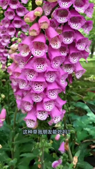 带你认识15种草能不能吃#科普知识