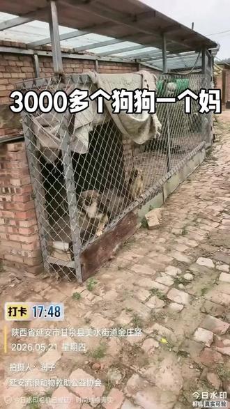 流浪狗不再流浪 2026.5.22日更新:救助站目前收留了3200多只流浪猫狗,牠们的身世几乎都一样,有的是因城区改造被遗弃,有的因病或车祸被遗弃,还有的是无序繁殖一窝一窝扔了被捡回来的。
和其它救助站不一样的是我们的所有费用都是自行解决,每天都有被遗弃的,每天都有被伤残的,每天救着,救回来的猫狗越来越多,我们的负担越来越重,目前的数量每天消耗粮食近2000斤左右,牠们的治疗费,绝育费,免疫驱虫,工人工资,房租地租都是一笔庞大的开支。
大山里的救助站除了长期没有志愿者外还缺钱,缺粮,缺物资,期盼能得到更多的帮助及关注,救助容易后续难,让牠们健康的活下去更难,可能,在有些人眼里牠们就是一只猫狗,可在我们眼里牠们是孩子,让牠们健康快乐成长是我们救助的初衷和目的,如果条件允许的话请帮帮它们,如果条件不允许的话请帮我们宣传宣传,一个人救三千只很艰难,但三千个人每人救一只很简单,公益不是一个人倾其所有,而是多个人各尽所能,替3200多只不会说话的哑巴孩子们叩谢!#救助流浪动物