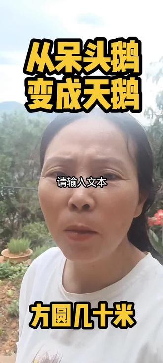 儿子说我就是变成鹅也是一只天鹅#自媒体新人#新人拍摄过程#短视频心得分享#口播短视频创业@抖音创作者中心 @抖音小助手 @我要上热门🔥涨粉