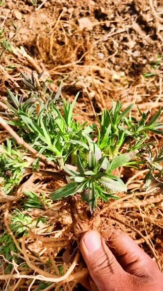 山菜山苜楂发芽了#你的家乡有这种植物吗