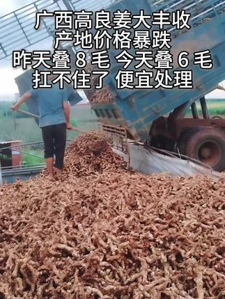 #上热门话题🔥🔥🔥 广西良姜 #高良姜 南姜可磨粉、香料炖肉、大料炖汤鲜 #优质农产品 #高良姜 #香料@DOU+小助手