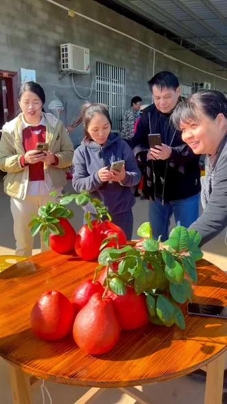 完整版的香水红柚开果视频来了,
容县香水红柚。红皮红肉,水份足,甜无酸,带香味的一种柚子,口感跟柚子不同(观赏价值高于食用价值),红红火火,人旺家旺,家里囍事来一对。