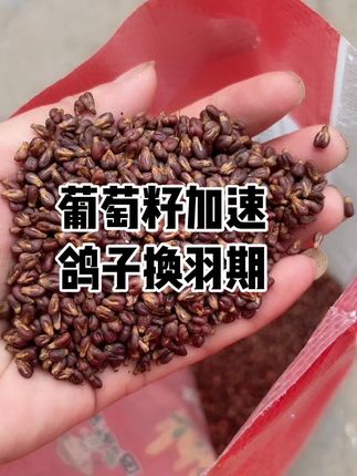 #葡萄籽#鸽子葡萄籽#鸽用葡萄籽