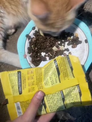 #猫咪猫咪猫咪猫咪 #猫粮 #猫粮推荐 #关爱流浪猫 #正能量 缅因猫