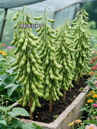 大粒毛豆种子,阳台花盆都可以种植#农业种植 #三农 #优质农产品 #新农业种植 #一份耕耘一份收获