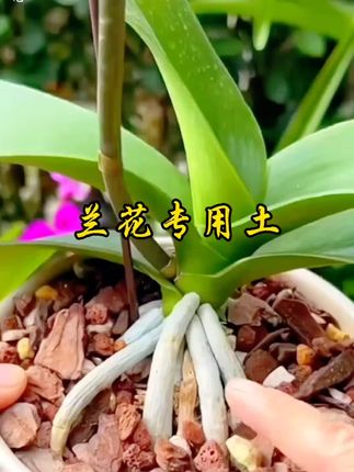这款兰花专用土、它是所有兰科植物都适用哦!用它能保持土壤湿润、避免积水烂根、还能疏松透气沥水保肥、让兰花茁壮成长#花卉绿植 #爱生活爱养花 #我的花花草草🌸🌸 #兰花专用土 #创作者扶持计划 @DOU+小助手 @抖音创作小助手