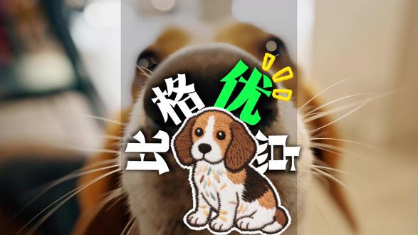来嘛,一人说一个比格的优点~ #比格 #比格受害者联盟 #比格犬 #比格宝宝