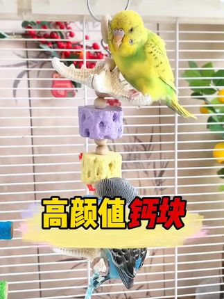 鹦鹉鸟用品玄风牡丹虎皮手养鹦鹉啃咬玩具磨喙补钙营养海星钙奶石 #鹦鹉啃咬玩具 #钙奶石 #鹦鹉用品