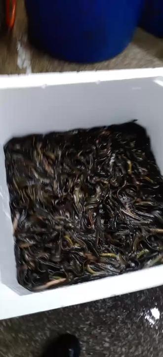 泥鳅是千手观音菩萨的手指