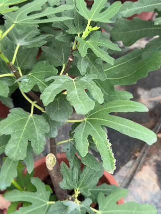 现场实拍😃#无花果 #原创视频 #植物种植 #养花人 #阳台种植