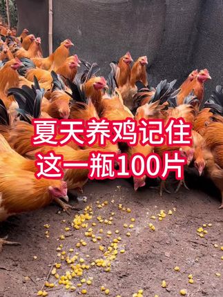鸡鸭鹅养殖#鸡鸭鹅养殖 #生态养殖 #新手养殖 #养鸡方法