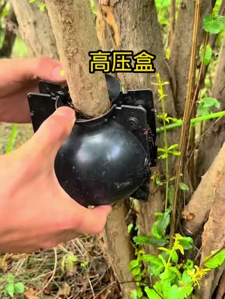 用高压技术繁殖,操作简单,生根快移栽成活率高#盆景#高压#高压盒