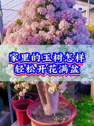 #玉树 #三农 #花卉绿植 #养花小知识 #爱生活爱养花