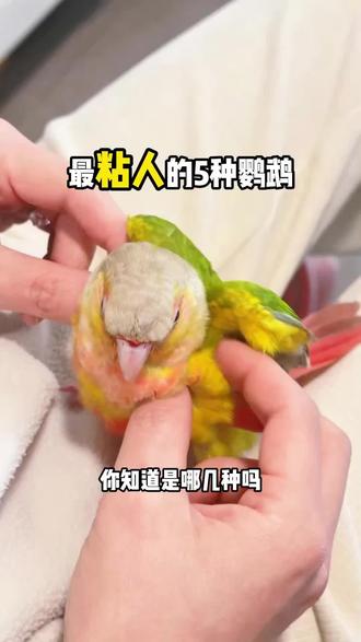 最粘人的五种鹦鹉 #鹦鹉鹦鹉萌萌哒逗鹦鹉 #鹦鹉鸟粮 #顶制鹦鹉粮 #鹦鹉小白