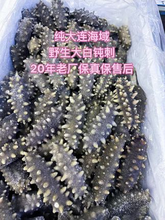 纯大连海域深海自然生长 无任何人工干预大白钝刺 20年老厂保真保售后#辽参 #海参