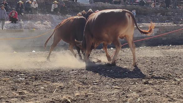 原声视频,淹水一千一百#斗牛