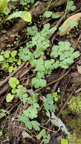 千年老鼠屎又称紫背天葵,有认识的吗#山货 #千年老鼠屎 #紫背天葵 #植物科普 #大自然的馈赠