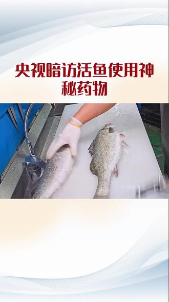 食品安全马虎不得#活鱼休眠